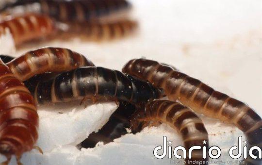 Un insecto africano se alimenta de plástico