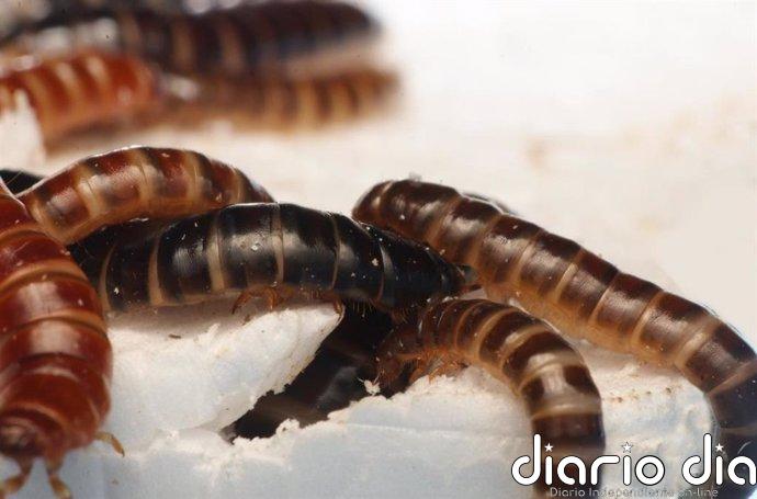 Un insecto africano se alimenta de plástico
