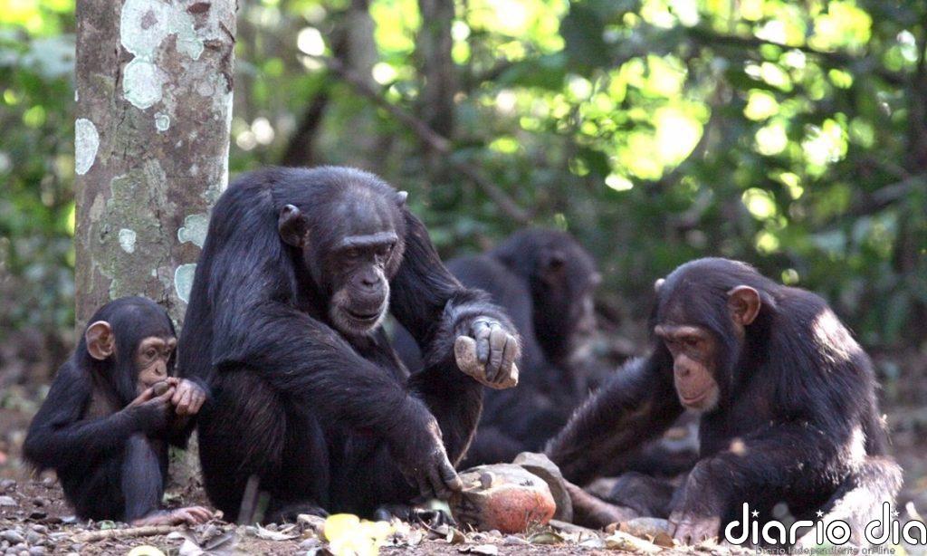 Una 'máquina del tiempo genética' revela culturas complejas en chimpancés