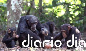 Una 'máquina del tiempo genética' revela culturas complejas en chimpancés