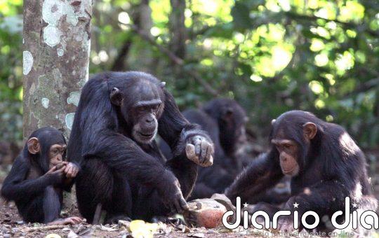 Una 'máquina del tiempo genética' revela culturas complejas en chimpancés