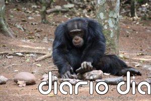 Chimpancés muestran comportamientos que llevaron a los humanos al éxito