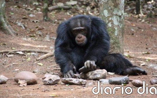 Chimpancés muestran comportamientos que llevaron a los humanos al éxito