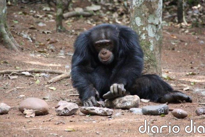 Chimpancés muestran comportamientos que llevaron a los humanos al éxito