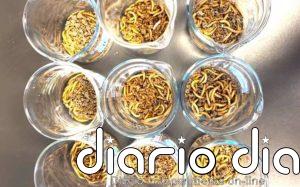 Insectos se mantienen saludables comiendo microplásticos