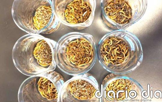 Insectos se mantienen saludables comiendo microplásticos