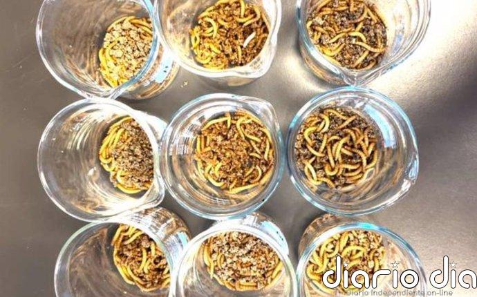 Insectos se mantienen saludables comiendo microplásticos Los gusanos de la harina se alimentan de salvado y microplásticos en el laboratorio.