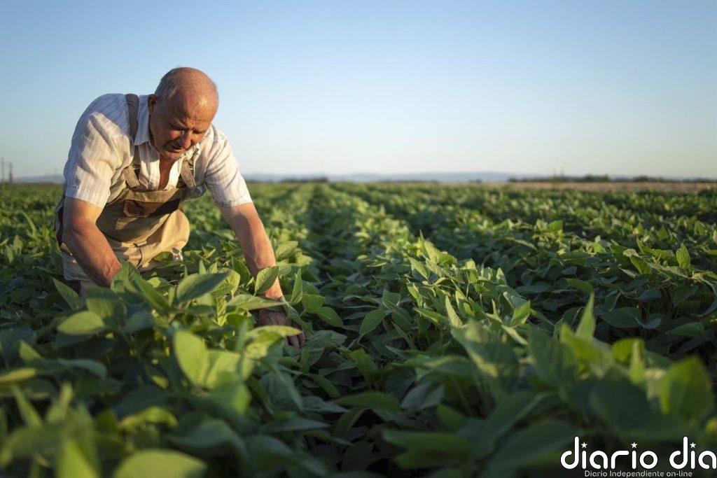 La renta agraria alcanza los 37.759 millones en 2024, un 14,2% más, por la caída de los costes de producción