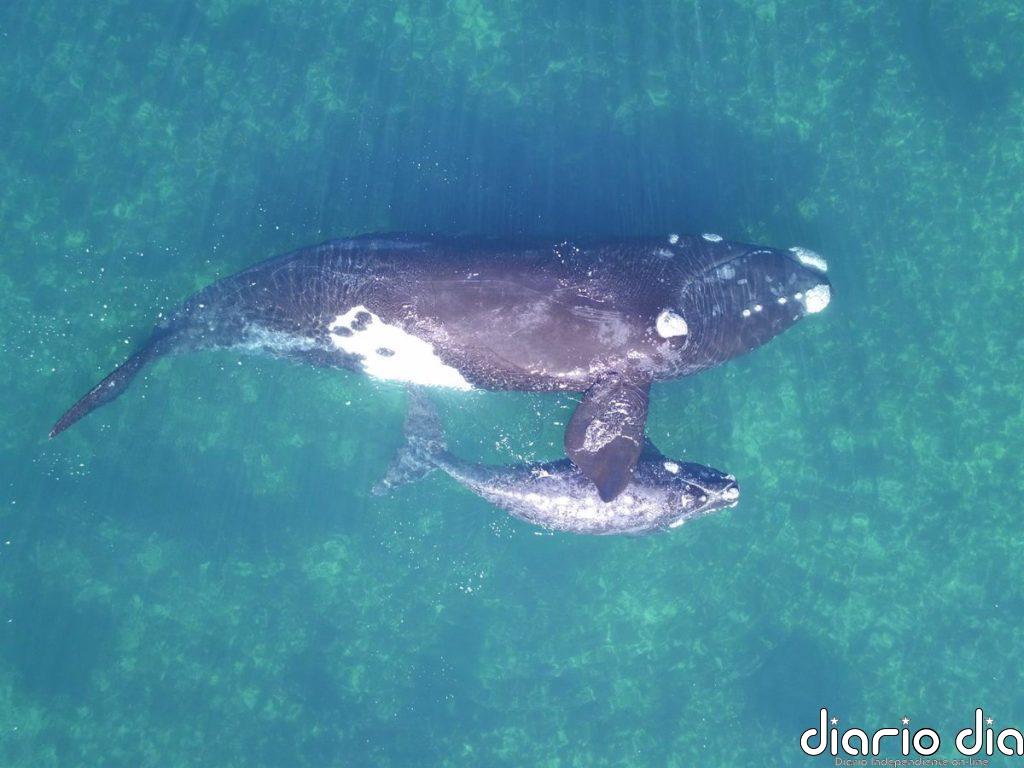 Las ballenas francas podrían vivir hasta el doble de lo que se creía, según un estudio