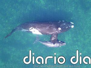 Las ballenas francas podrían vivir hasta el doble de lo que se creía, según un estudio