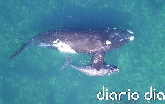 Las ballenas francas podrían vivir hasta el doble de lo que se creía, según un estudio