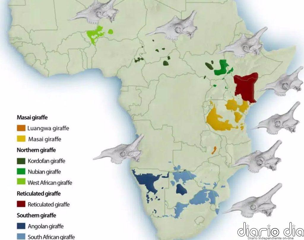 Las cuatro especies de jirafa tienen cráneos distintivos