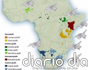 Las cuatro especies de jirafa tienen cráneos distintivos