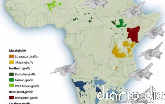 Las cuatro especies de jirafa tienen cráneos distintivos