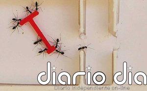 Las hormigas superan a los humanos resolviendo problemas en grupo