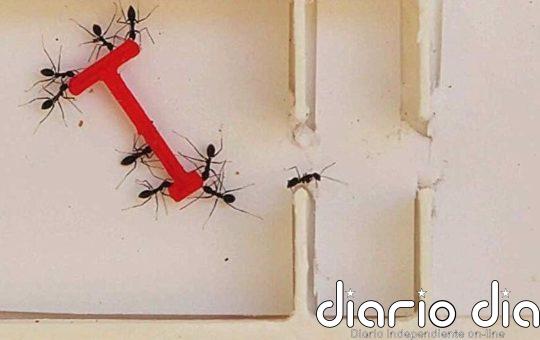 Las hormigas superan a los humanos resolviendo problemas en grupo