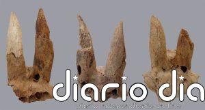 Los antiguos egipcios deformaban los cuernos de sus ovejas