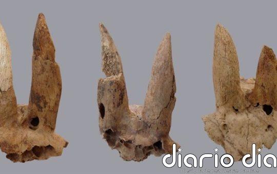 Los antiguos egipcios deformaban los cuernos de sus ovejas