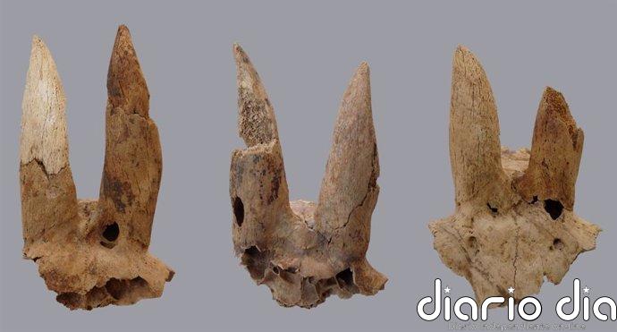 Los antiguos egipcios deformaban los cuernos de sus ovejas