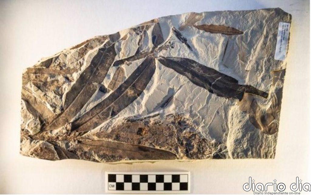 Misterioso fósil de planta pertenece a una familia que ya no existe