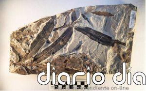 Misterioso fósil de planta pertenece a una familia que ya no existe