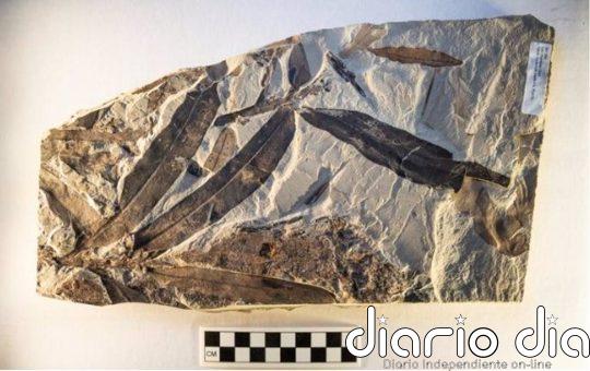 Misterioso fósil de planta pertenece a una familia que ya no existe