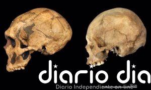 Neandertales y humanos modernos deben estudiarse como especies separadas