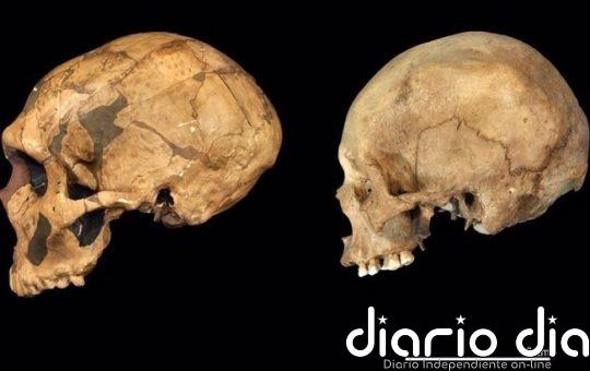 Neandertales y humanos modernos deben estudiarse como especies separadas