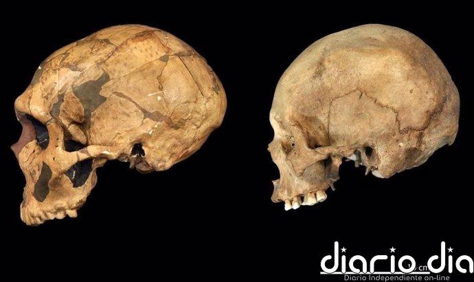 Neandertales y humanos modernos deben estudiarse como especies separadas