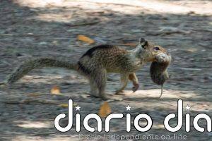 Primer registro de ardillas que evolucionan a animales carnívoros