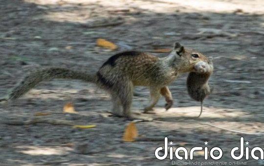 Primer registro de ardillas que evolucionan a animales carnívoros