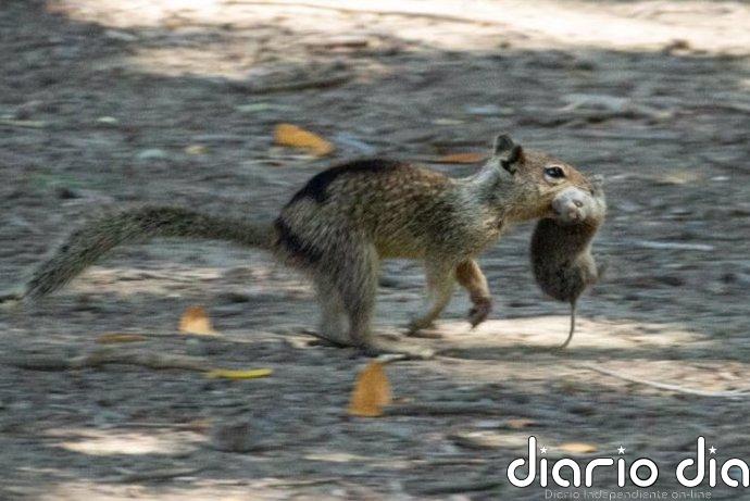 Primer registro de ardillas que evolucionan a animales carnívoros