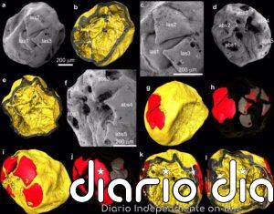 Raros embriones fósiles de invertebrados de 535 millones de años