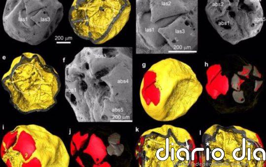 Raros embriones fósiles de invertebrados de 535 millones de años