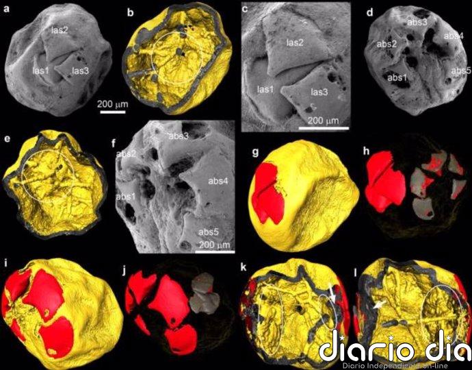 Raros embriones fósiles de invertebrados de 535 millones de años