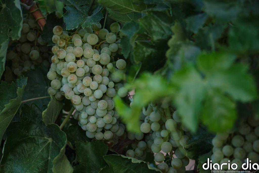 Uvas blancas, patatas y zanahorias, los alimentos que más se han encarecido a comienzos de diciembre