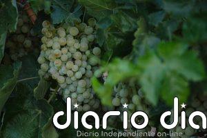 Uvas blancas, patatas y zanahorias, los alimentos que más se han encarecido a comienzos de diciembre