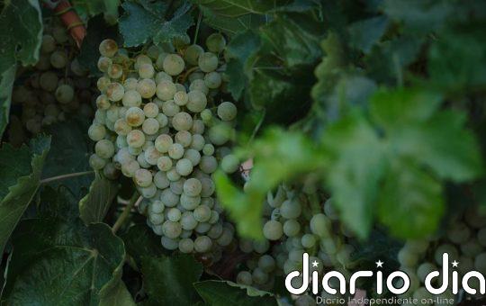 Uvas blancas, patatas y zanahorias, los alimentos que más se han encarecido a comienzos de diciembre