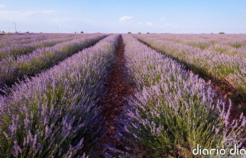 Aceite de lavanda para almacenar electricidad de energía renovable