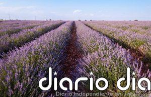 Aceite de lavanda para almacenar electricidad de energía renovable