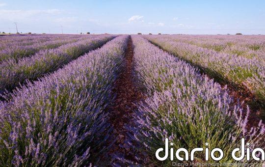 Aceite de lavanda para almacenar electricidad de energía renovable