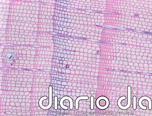 Curiosos anillos azules en árboles revelan veranos fríos del pasado