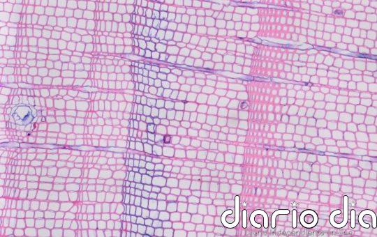 Curiosos anillos azules en árboles revelan veranos fríos del pasado