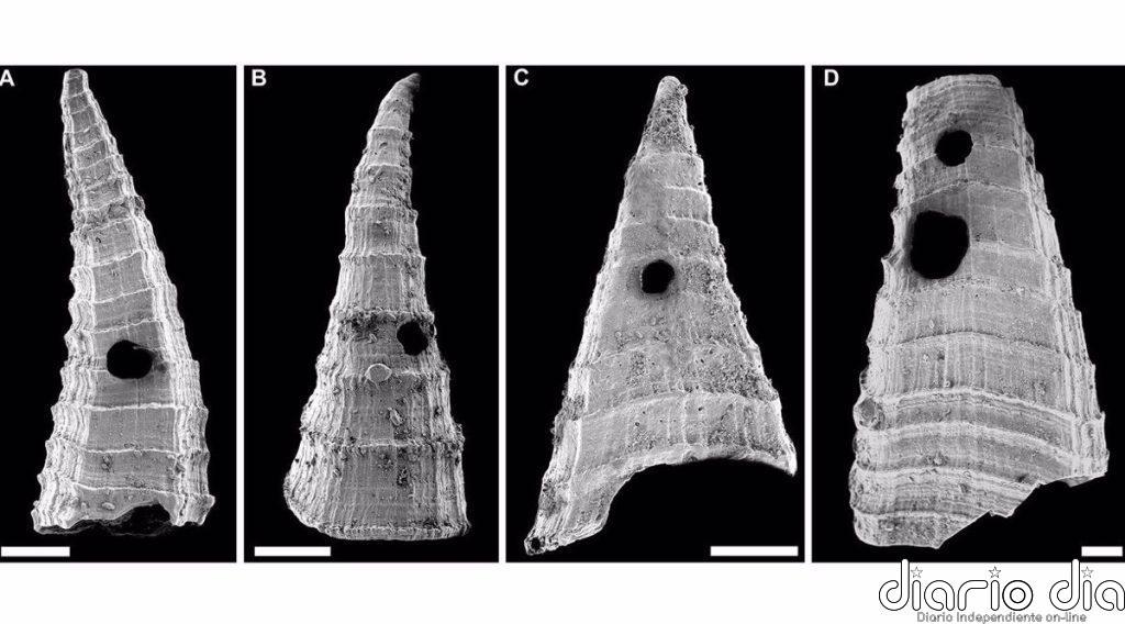 El ejemplo más antiguo de carrera armamentista evolutiva