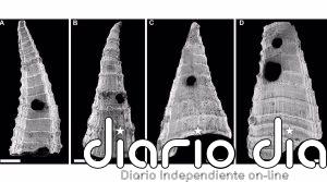 El ejemplo más antiguo de carrera armamentista evolutiva