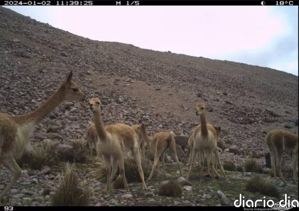 El estiércol de vicuña ayuda a adaptarse al calentamiento en los Andes