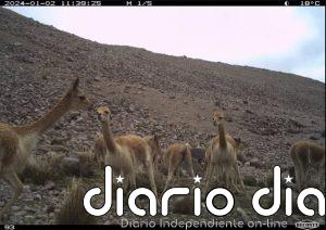 El estiércol de vicuña ayuda a adaptarse al calentamiento en los Andes