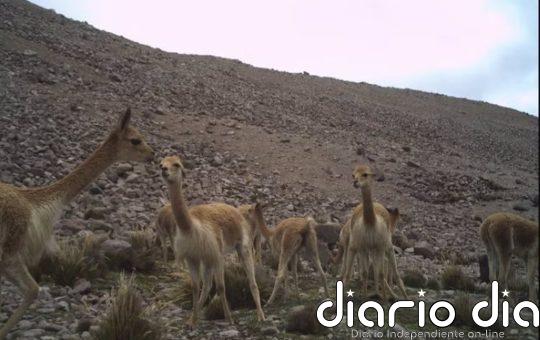 El estiércol de vicuña ayuda a adaptarse al calentamiento en los Andes