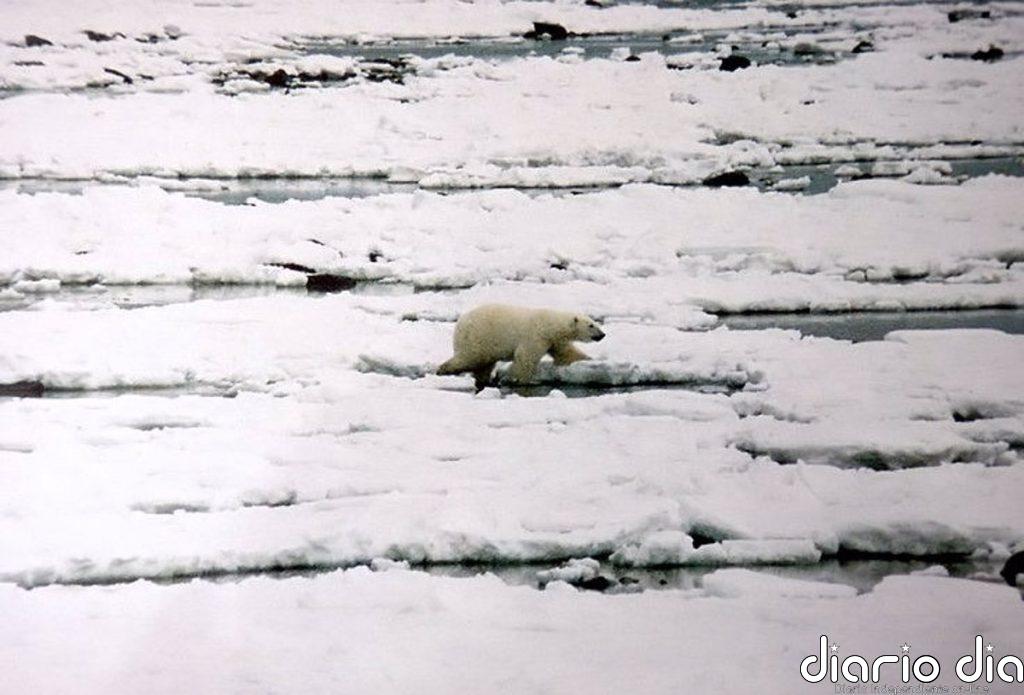El hambre por deshielo diezma la población de osos polares