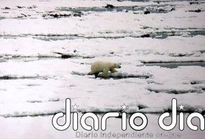 El hambre por deshielo diezma la población de osos polares